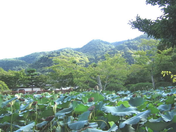 IMG_1319_2_resize.jpg