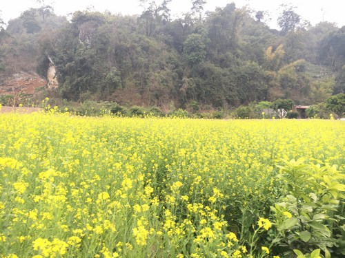 hoa-ca-moc-chau-1.jpg