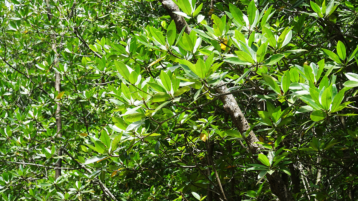la-duoc-CaMau-TEO07672.jpg