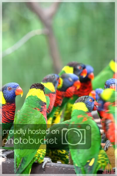 birdpark45.jpg