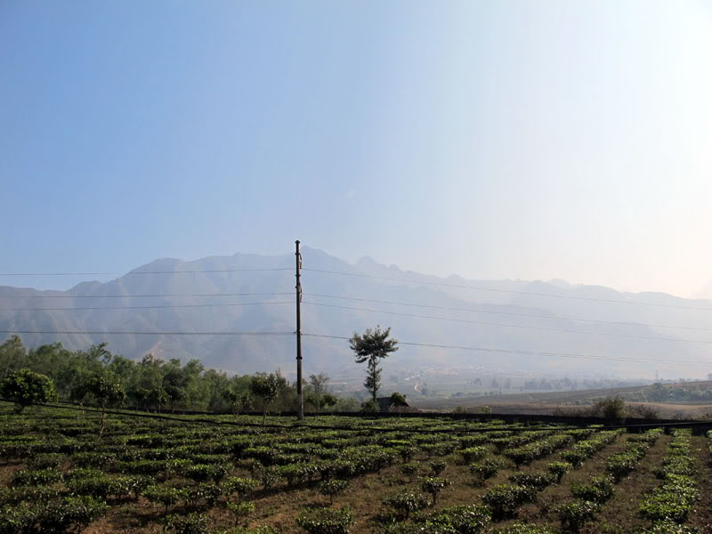 HongNgai2011110.jpg