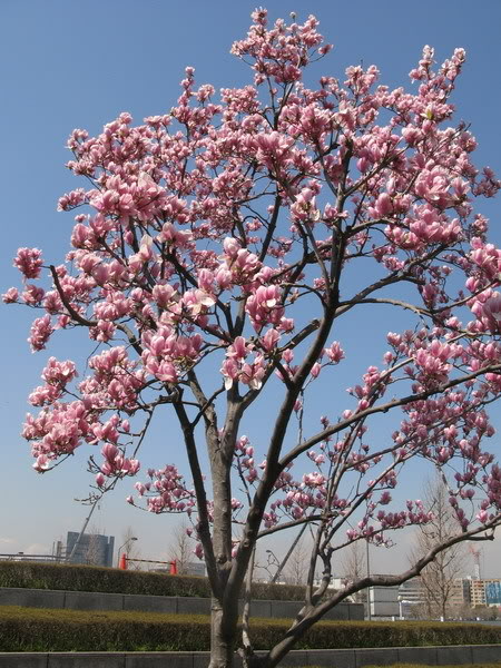 IMG_1993_resize.jpg