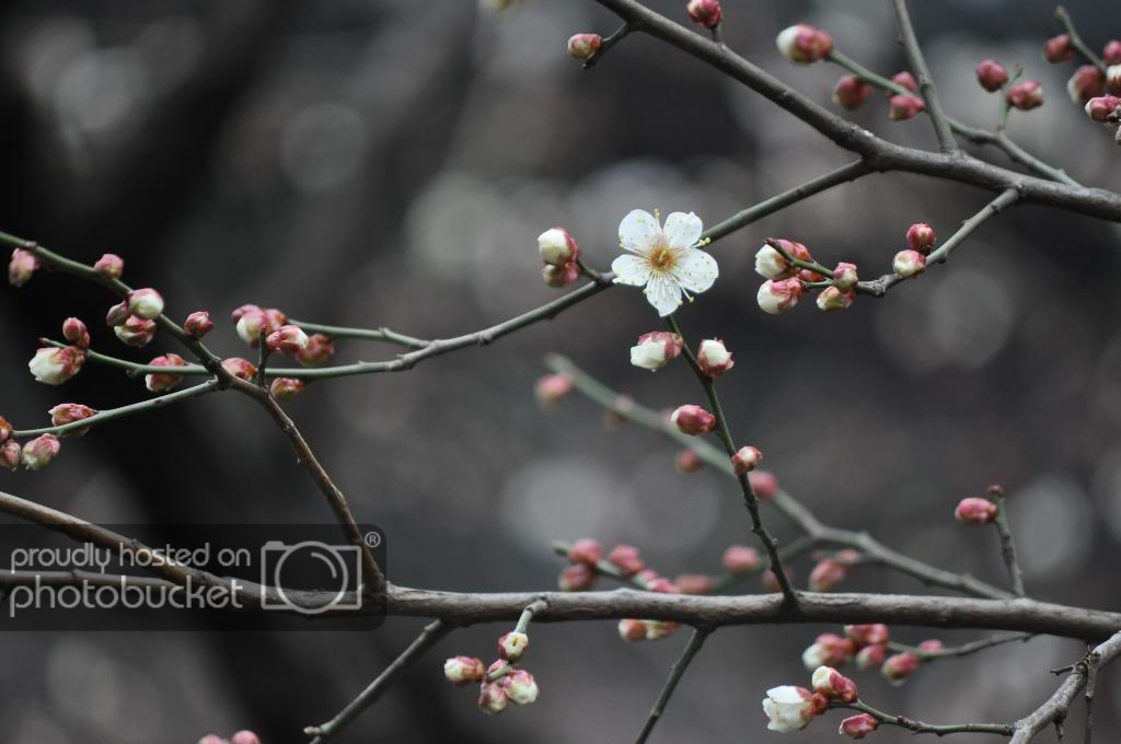 DSC_6357_zps4b304b68.jpg