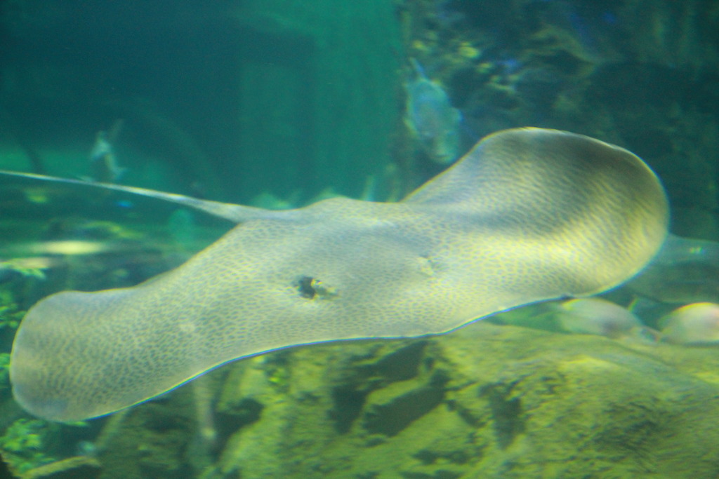 IMG_1669_zpsrpiule8b.jpg