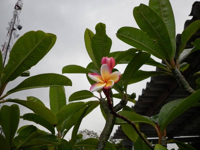 P1000866.jpg