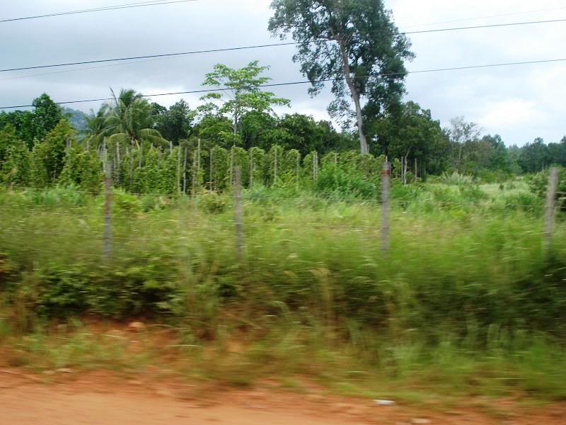 DSC04525.jpg