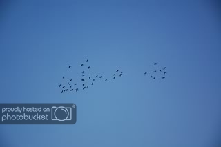 DSC_0217.jpg