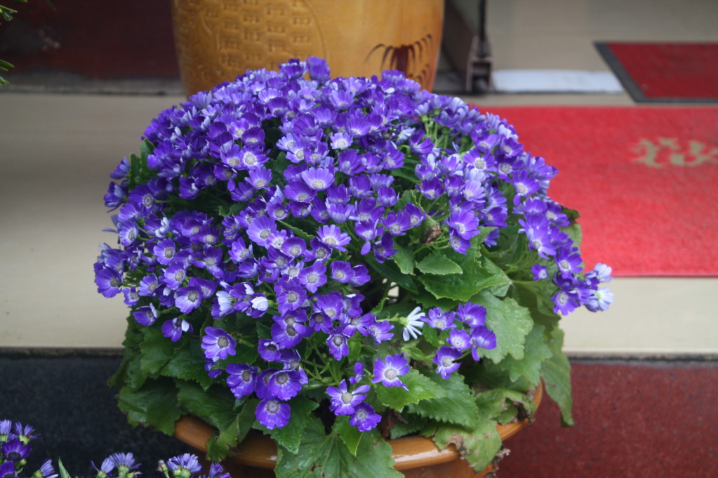 IMG_4662.jpg