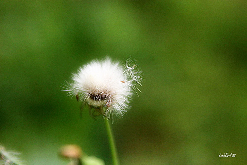 3079174826_7a72fa4371.jpg