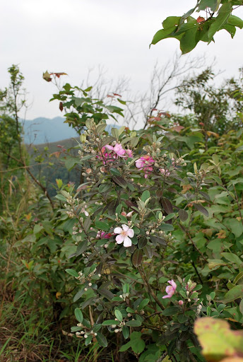 DSC_2440.JPG