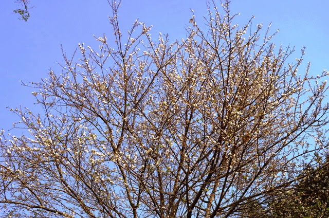 IMGP0948.JPG