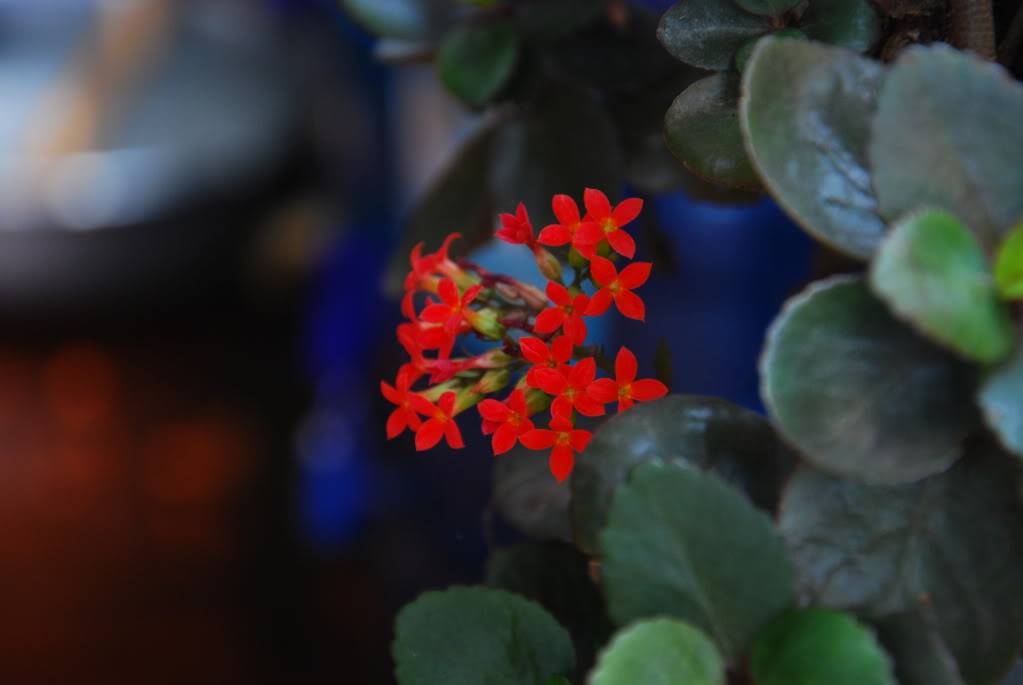 DSC_0059.jpg