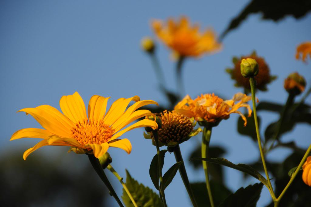 DSC_1770_zps469ae989.jpg