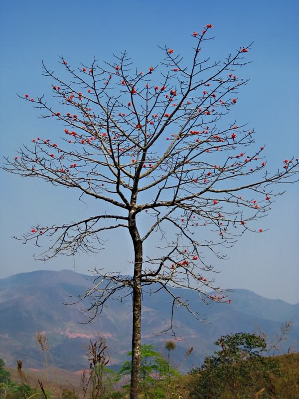 APaChai55.jpg
