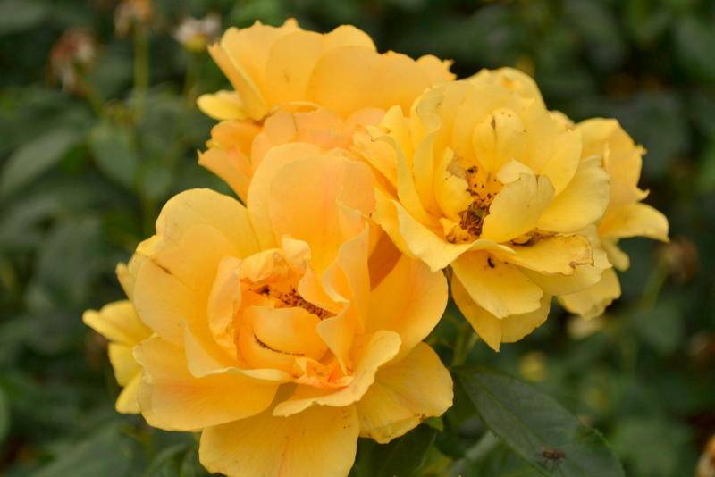 DSC_3508.jpg