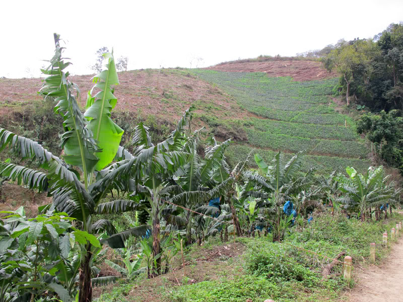 HongNgai2011798.jpg