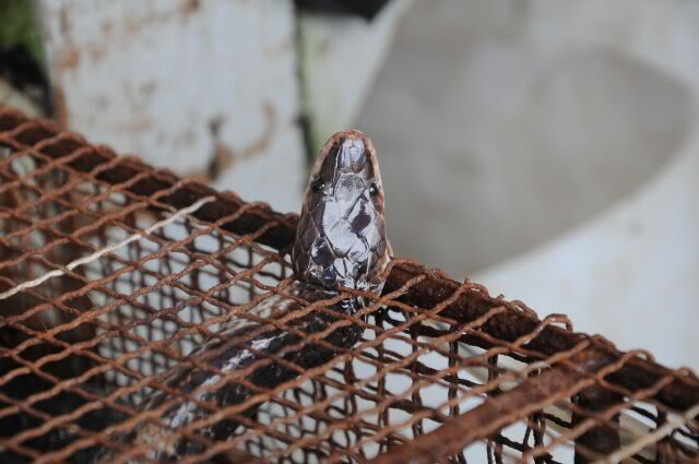 DSC_7076.jpg