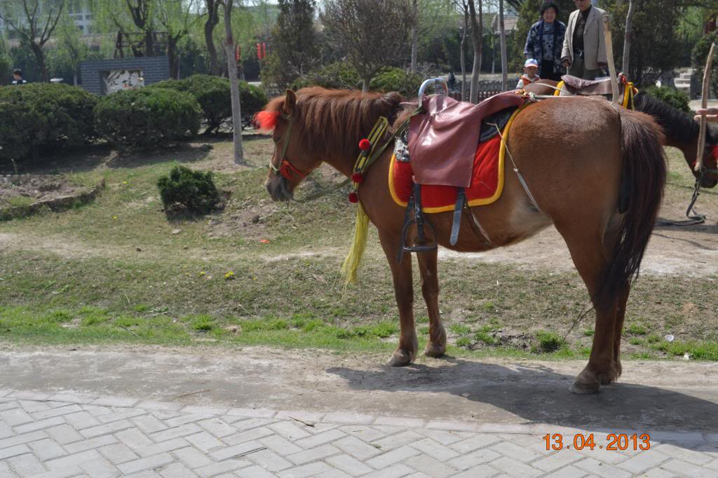 DSC_0810_zpsabd74ea5.jpg
