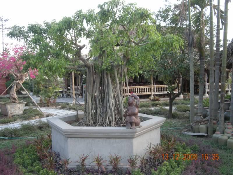 Bonsai800x600.jpg