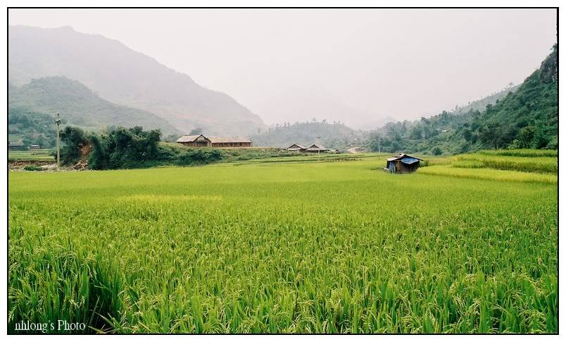 Phongcanh1.jpg
