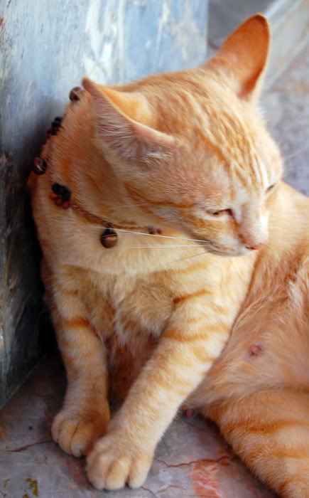 DSC_6949_resize.jpg