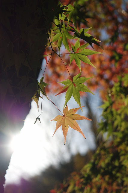 16103412625_5a7cf078c3_z.jpg