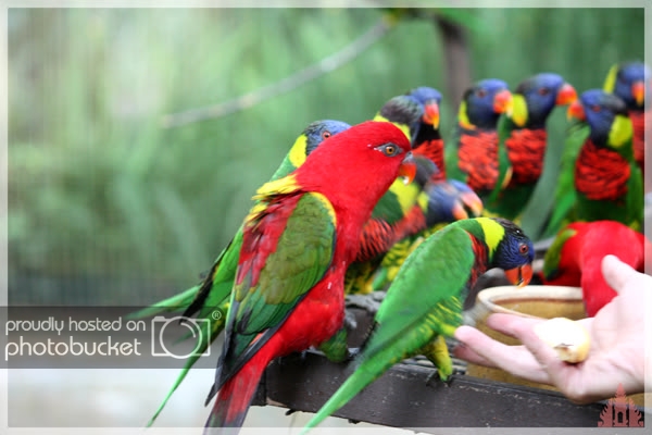 birdpark48.jpg
