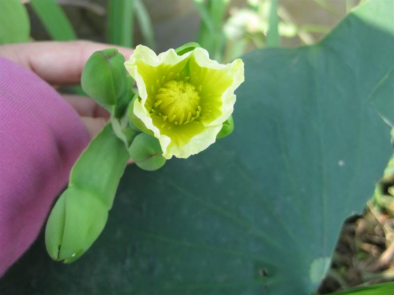 IMG_2757Medium.jpg