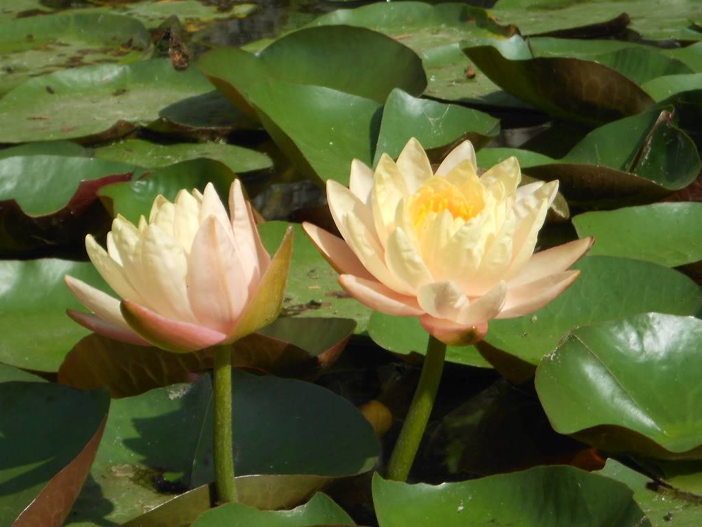 DSCN8631.jpg