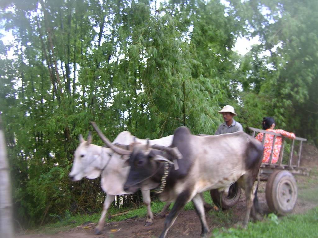 KOHTRONGXEBO.jpg
