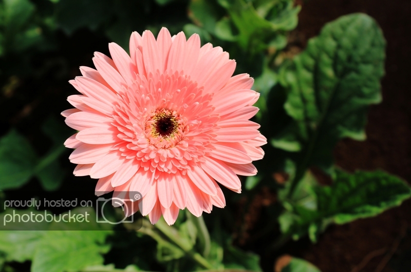 IMG_3014_zpsc2fdd65b.jpg