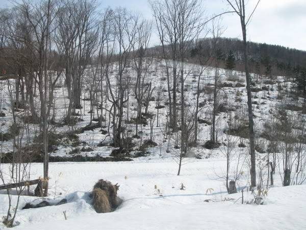 IMG_2944_resize.jpg