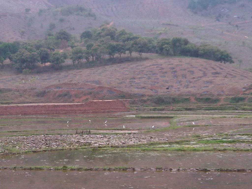 IMG00492-20120304-1330.jpg