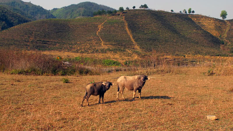 HongNgai2011104.jpg