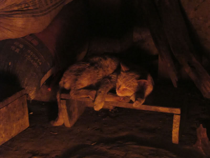 HongNgai2011432.jpg