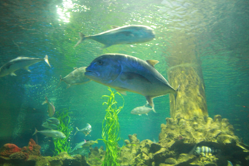 IMG_1681_zps2uw1xlel.jpg