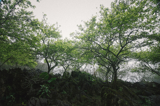 12615334364_89464d7c10_z.jpg