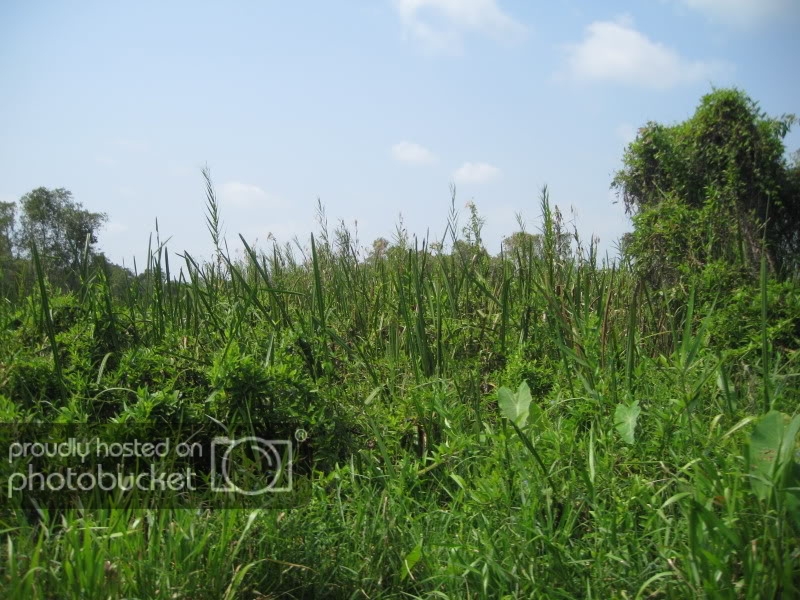 DongThapTET2011185.jpg