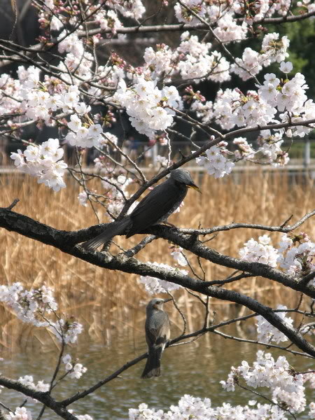 IMG_2482_resize.jpg