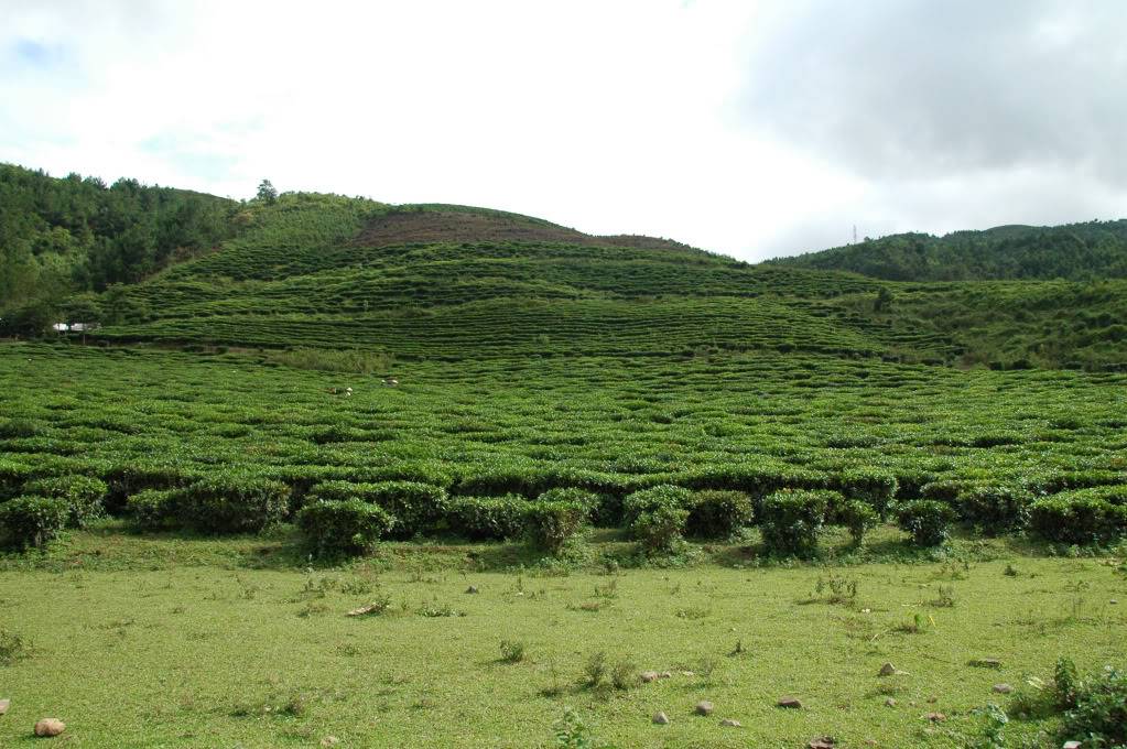 DSC_9831.jpg