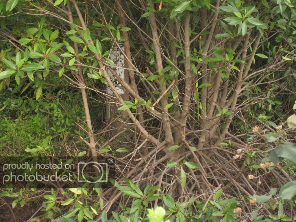IMG_0619_zps5eefcb76.jpg