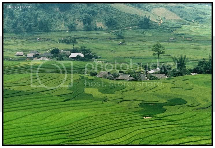 Phongcanh11.jpg