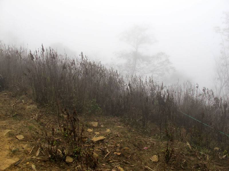 HongNgai2011469.jpg