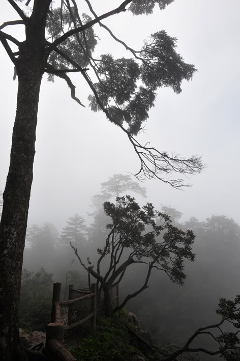 Suongmu3.jpg
