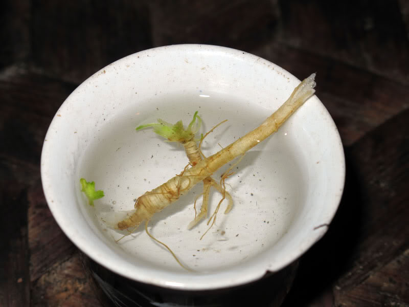 HongNgai2011670.jpg