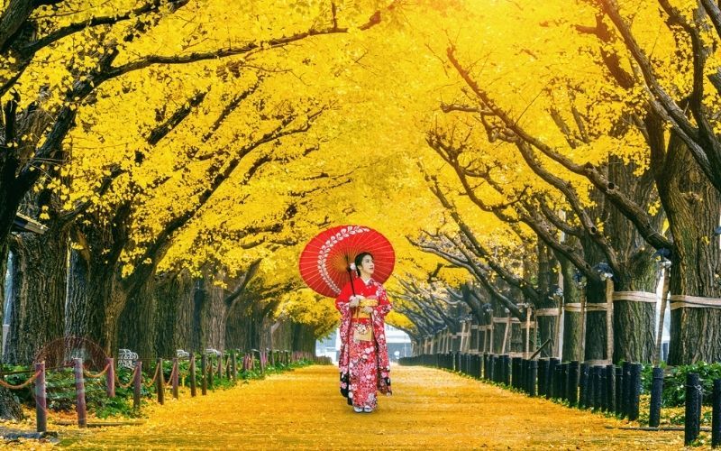 Icho Namiki điểm ngắm lá mùa thu nổi tiếng và biểu tượng nhất của Tokyo