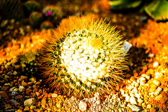 9623684227_6c7d57e643_z.jpg