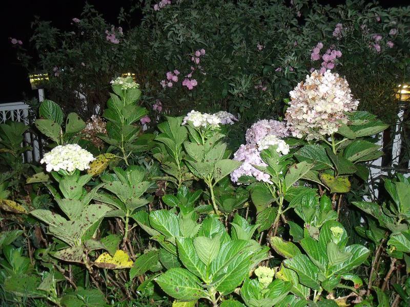 DSCF3574.jpg