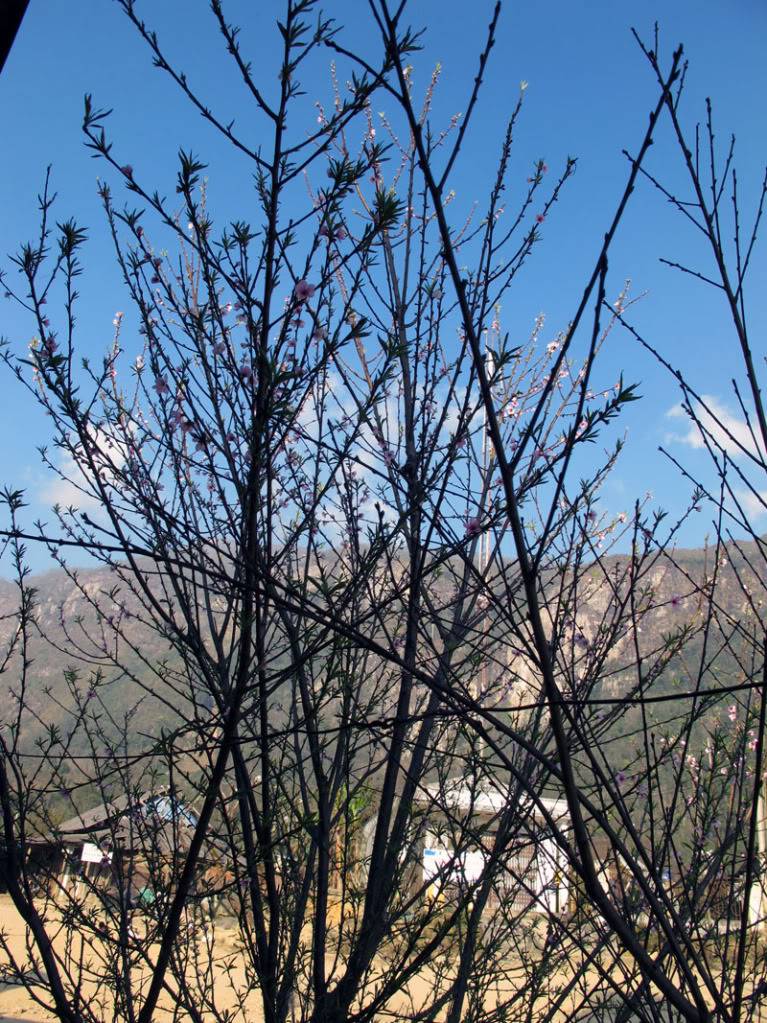 HongNgai2011229.jpg