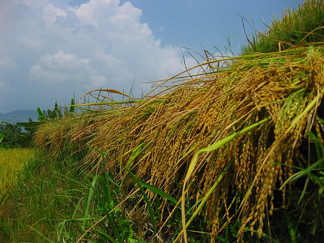 IMG_2707_01.jpg